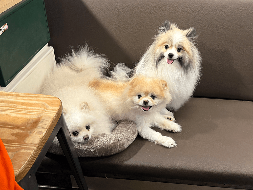 Three long hair puppies, they looks Pomeranian or chihuahua or those mix. left one is white, middle one is hair trimmed and light brown and white, right one is white body with white, cream and black head. relaxing on the brown sofa.